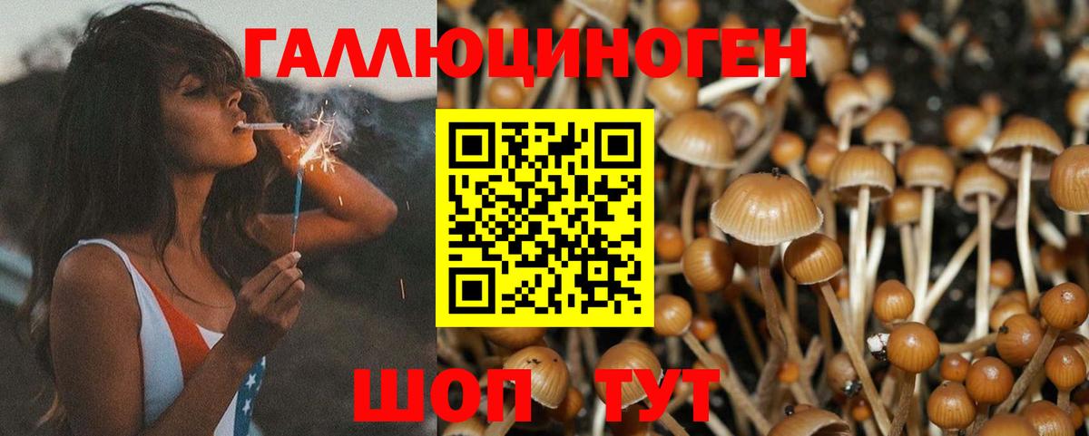 Псилоцибиновые грибы мухоморы  Вход с VPN  Псилоцибиновые грибы MAGIC MUSHROOMS  Курчалой 